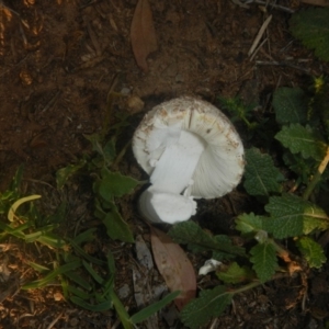 zz agaric (stem; gills white/cream) at Higgins, ACT - 18 Dec 2018