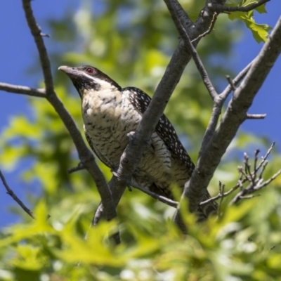 Eudynamys orientalis (Pacific Koel) at Higgins, ACT - 17 Dec 2018 by Alison Milton