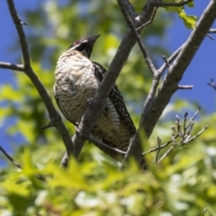 Eudynamys orientalis at Higgins, ACT - 18 Dec 2018