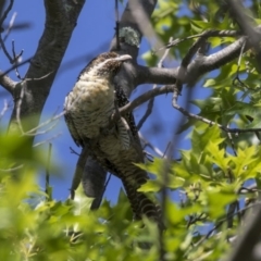 Eudynamys orientalis at Higgins, ACT - 18 Dec 2018 08:26 AM