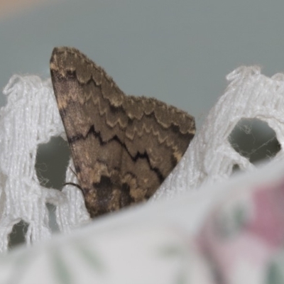 Mormoscopa phricozona (A Herminiid Moth) at Higgins, ACT - 17 Dec 2018 by Alison Milton