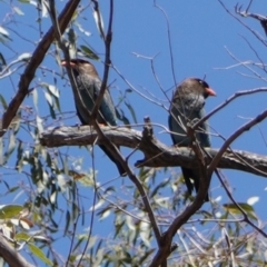 Eurystomus orientalis (Dollarbird) at Hughes, ACT - 17 Dec 2018 by JackyF