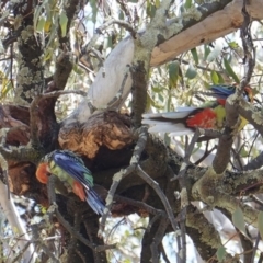 Platycercus eximius (Eastern Rosella) at Federal Golf Course - 18 Dec 2018 by JackyF