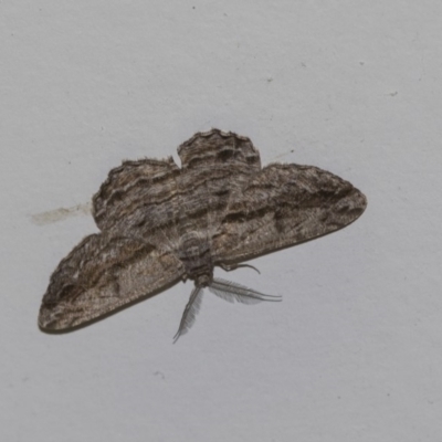 Scioglyptis chionomera (Grey Patch Bark Moth) at Paddys River, ACT - 13 Dec 2018 by Alison Milton