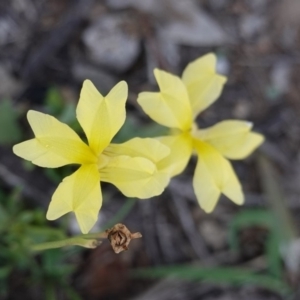 Goodenia paradoxa at Hughes, ACT - 18 Dec 2018 11:26 AM