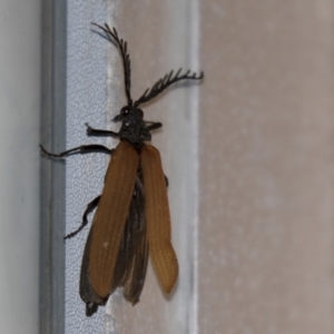 Porrostoma sp. (genus) at Higgins, ACT - 8 Dec 2018 09:06 PM