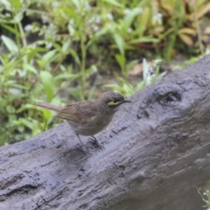 Caligavis chrysops at Paddys River, ACT - 14 Dec 2018 11:36 AM