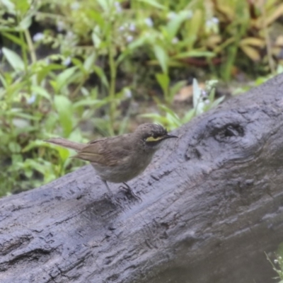 Caligavis chrysops (Yellow-faced Honeyeater) at Paddys River, ACT - 14 Dec 2018 by AlisonMilton