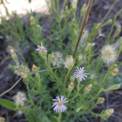 Vittadinia cuneata var. cuneata (Fuzzy New Holland Daisy) at Hughes, ACT - 18 Dec 2018 by JackyF