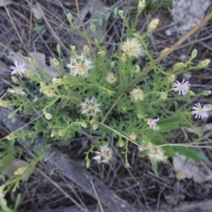 Vittadinia cuneata var. cuneata at Hughes, ACT - 18 Dec 2018