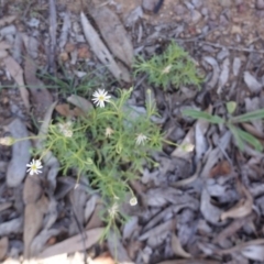 Vittadinia muelleri (Narrow-leafed New Holland Daisy) at Hughes, ACT - 18 Dec 2018 by JackyF