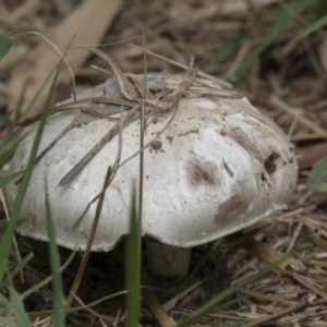 Agaricus sp. at Fyshwick, ACT - 16 Dec 2018