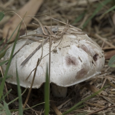 Agaricus sp. (Agaricus) at Fyshwick, ACT - 16 Dec 2018 by AlisonMilton