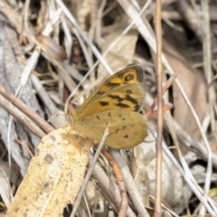 Heteronympha merope (Common Brown Butterfly) at Fyshwick, ACT - 16 Dec 2018 by AlisonMilton