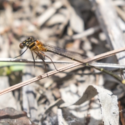 Nososticta solida (Orange Threadtail) at Kingston, ACT - 15 Dec 2018 by Alison Milton