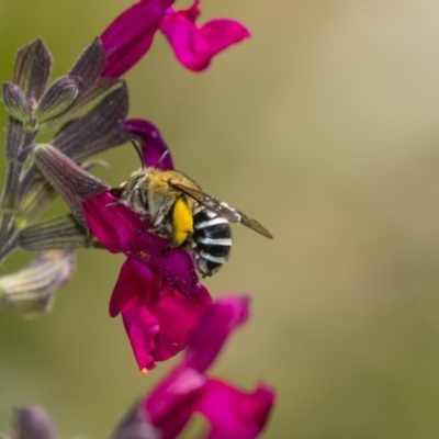 Amegilla (Zonamegilla) asserta (Blue Banded Bee) at Higgins, ACT - 8 Dec 2018 by AlisonMilton