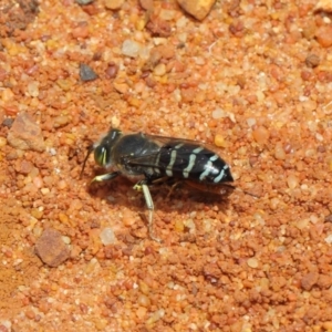 Bembix sp. (genus) at Canberra Central, ACT - 18 Dec 2018 12:08 PM