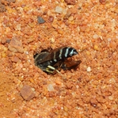 Bembix sp. (genus) at Canberra Central, ACT - 18 Dec 2018