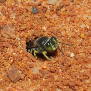 Bembix sp. (genus) at Canberra Central, ACT - 18 Dec 2018 12:08 PM