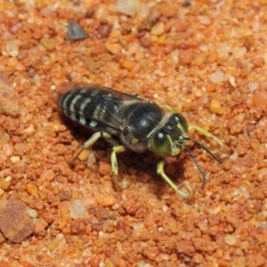 Bembix sp. (genus) at Canberra Central, ACT - 18 Dec 2018 12:08 PM