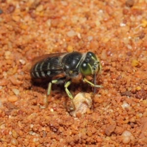 Bembix sp. (genus) at Canberra Central, ACT - 18 Dec 2018