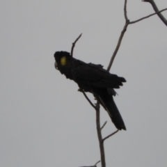 Zanda funerea (Yellow-tailed Black-Cockatoo) at Fyshwick, ACT - 16 Dec 2018 by Christine