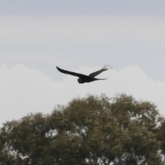 Zanda funerea at Fyshwick, ACT - 16 Dec 2018 03:28 PM