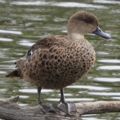 Anas gracilis (Grey Teal) at Fyshwick, ACT - 16 Dec 2018 by Christine