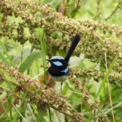 Malurus cyaneus (Superb Fairywren) at Fyshwick, ACT - 16 Dec 2018 by Christine