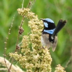 Malurus cyaneus at Fyshwick, ACT - 16 Dec 2018