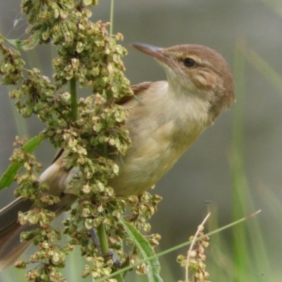 Acrocephalus australis (Australian Reed-Warbler) at Fyshwick, ACT - 16 Dec 2018 by Christine