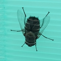 Rutilia sp. (genus) (A Rutilia bristle fly, subgenus unknown) at Isaacs, ACT - 19 Dec 2018 by Mike