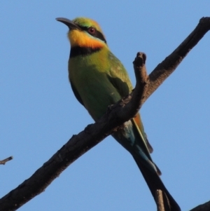 Merops ornatus at Tuggeranong DC, ACT - 18 Dec 2018 12:00 AM