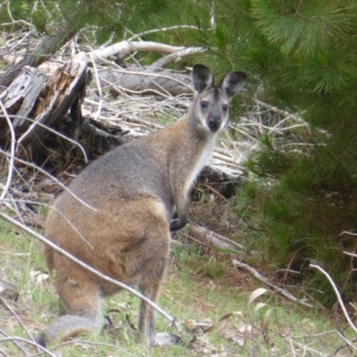 Notamacropus rufogriseus (Red-necked Wallaby) at Isaacs, ACT - 18 Dec 2018 by Mike