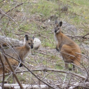 Notamacropus rufogriseus at Isaacs Ridge - 19 Dec 2018