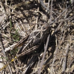 Perunga ochracea (Perunga grasshopper, Cross-dressing Grasshopper) at Yarralumla, ACT - 18 Dec 2018 by pinnaCLE