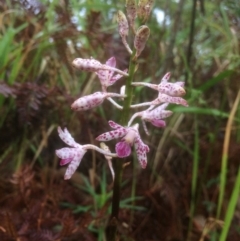 Dipodium variegatum (Blotched Hyacinth Orchid) at Mollymook Beach, NSW - 18 Dec 2018 by SueHob