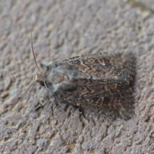 Dasygaster padockina at Wamboin, NSW - 9 Nov 2018 06:13 PM