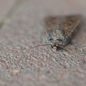 Dasygaster padockina at Wamboin, NSW - 9 Nov 2018 06:13 PM