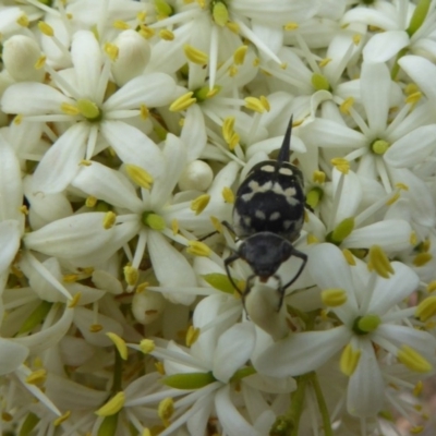 Hoshihananomia leucosticta (Pintail or Tumbling flower beetle) at Sth Tablelands Ecosystem Park - 30 Dec 2017 by AndyRussell