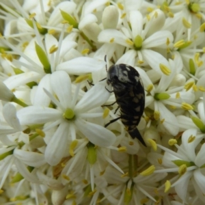 Hoshihananomia leucosticta at Molonglo Valley, ACT - 31 Dec 2017 10:15 AM