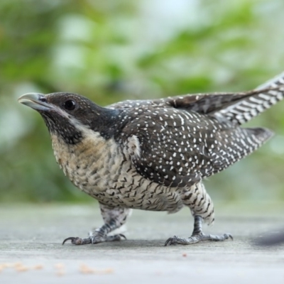 Eudynamys orientalis (Pacific Koel) at Merimbula, NSW - 19 Dec 2018 by Leo