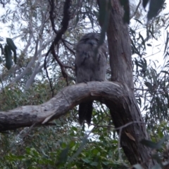 Podargus strigoides (Tawny Frogmouth) at Aranda, ACT - 18 Dec 2018 by Woluwe