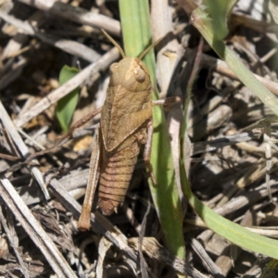 Gastrimargus musicus (Yellow-winged Locust or Grasshopper) at Hawker, ACT - 17 Dec 2018 by Alison Milton