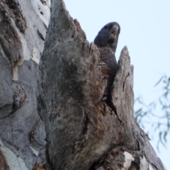 Callocephalon fimbriatum (Gang-gang Cockatoo) at Red Hill, ACT - 19 Dec 2018 by JackyF