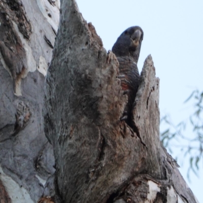 Callocephalon fimbriatum (Gang-gang Cockatoo) at Red Hill, ACT - 19 Dec 2018 by JackyF