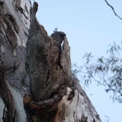 Callocephalon fimbriatum at Red Hill, ACT - 19 Dec 2018