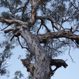 Callocephalon fimbriatum at Red Hill, ACT - suppressed