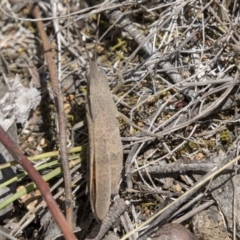 Goniaea sp. (genus) (A gumleaf grasshopper) at The Pinnacle - 17 Dec 2018 by AlisonMilton