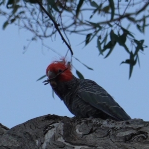 Callocephalon fimbriatum at Hughes, ACT - suppressed